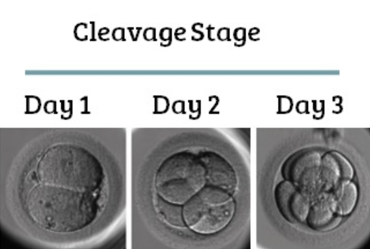 cleavage stage